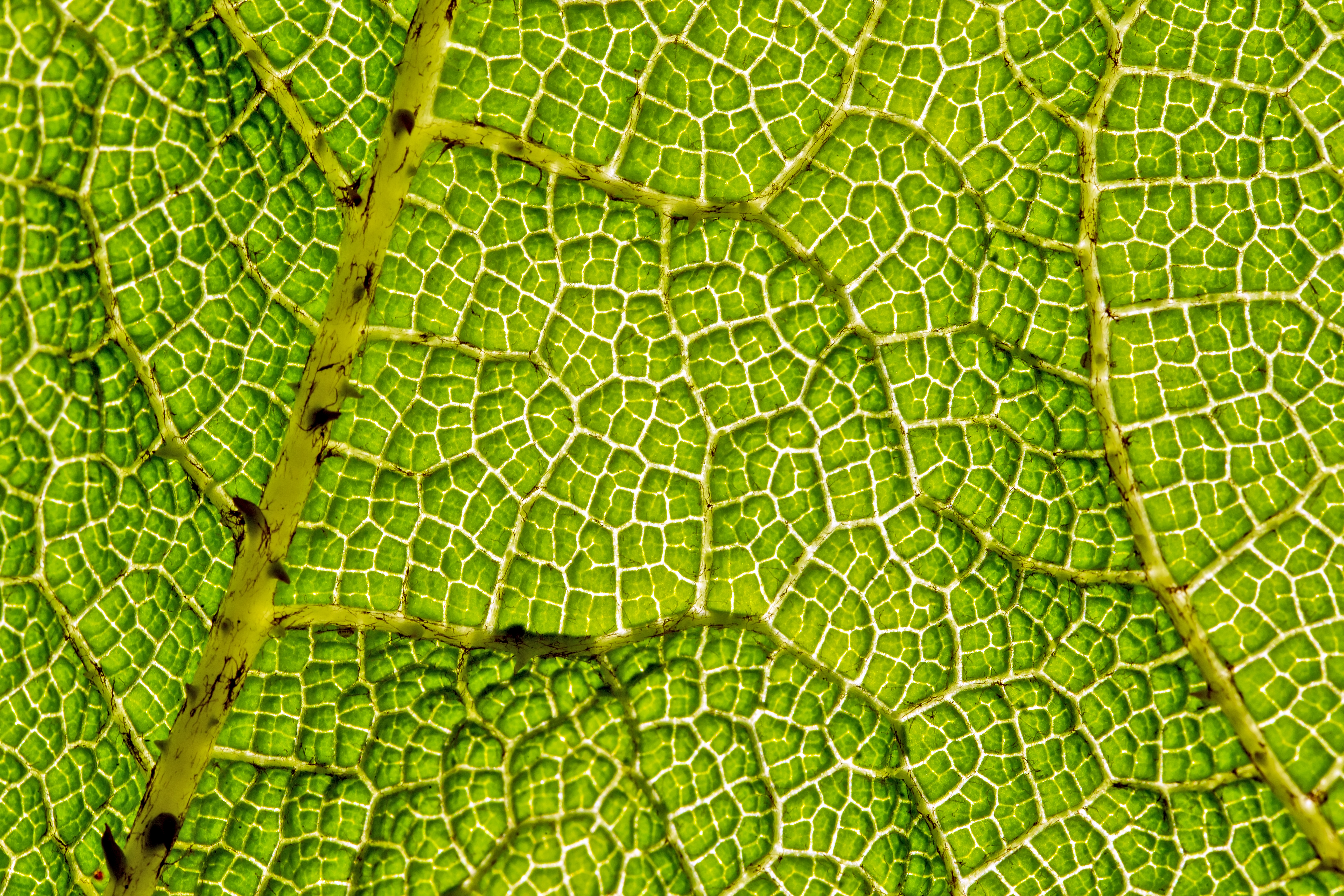 Giant Rhubard Leaf