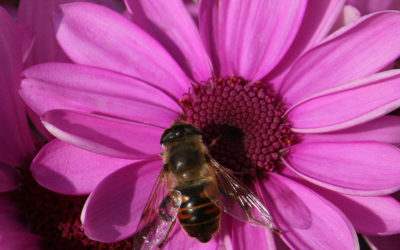 Pink Flower with a Bee