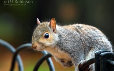 Photographing Squirrels
